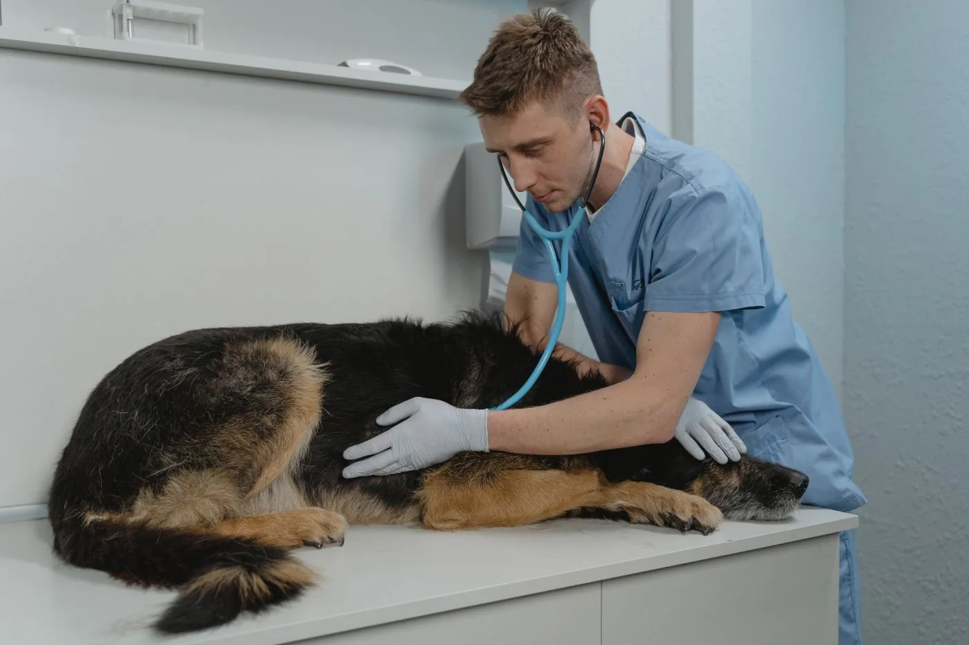 Veteriner hekim muayene masasındaki köpeği dinliyor