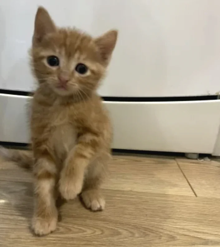 sanslı, Kedi