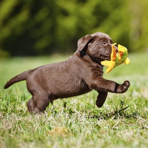 Çimenlerde koşan bir yavru köpek