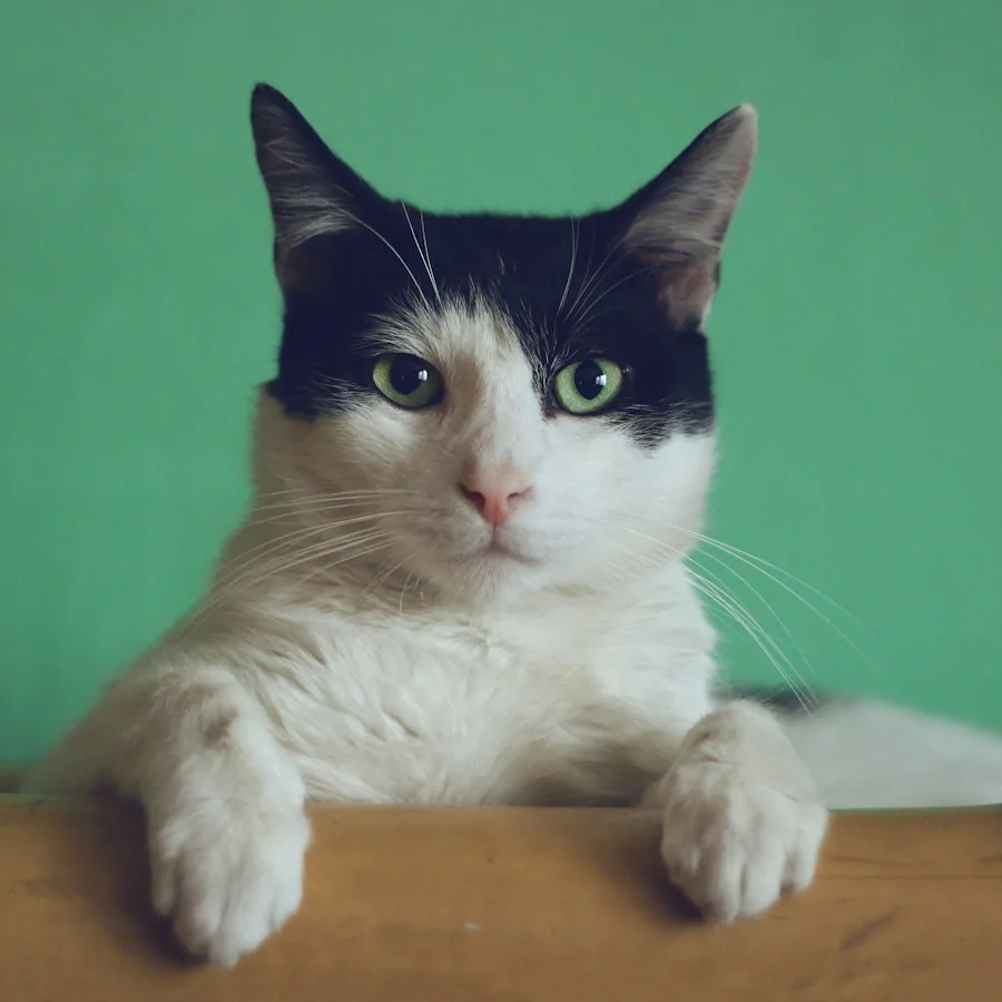 Happy cat during a clinic visit