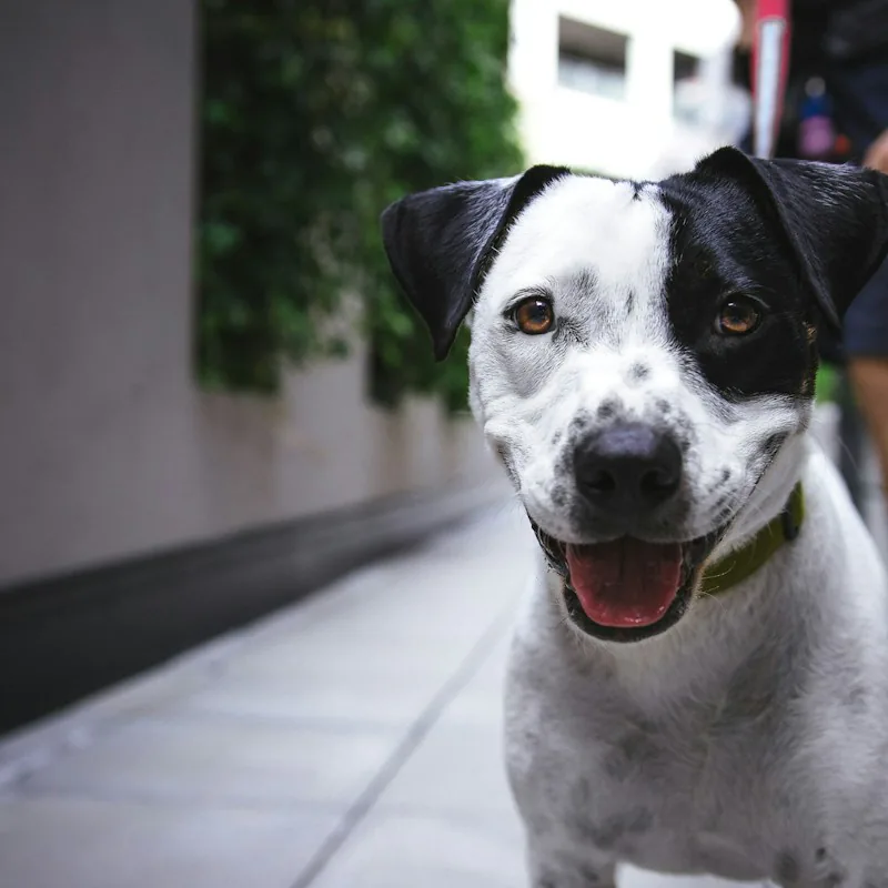 Kaldırımda tasmalı, siyah beyaz bir köpek