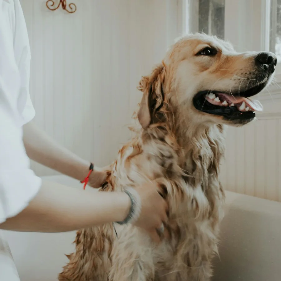 Grooming during a pet care session