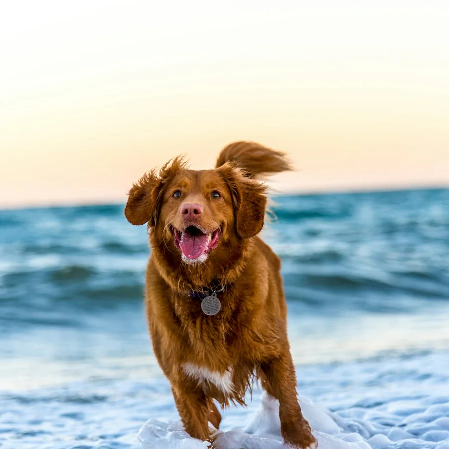 Ağzı açık koşan bir köpek